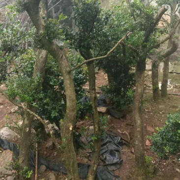 黄杨盆景，黄杨盆栽，黄杨地桩老桩下山桩熟桩