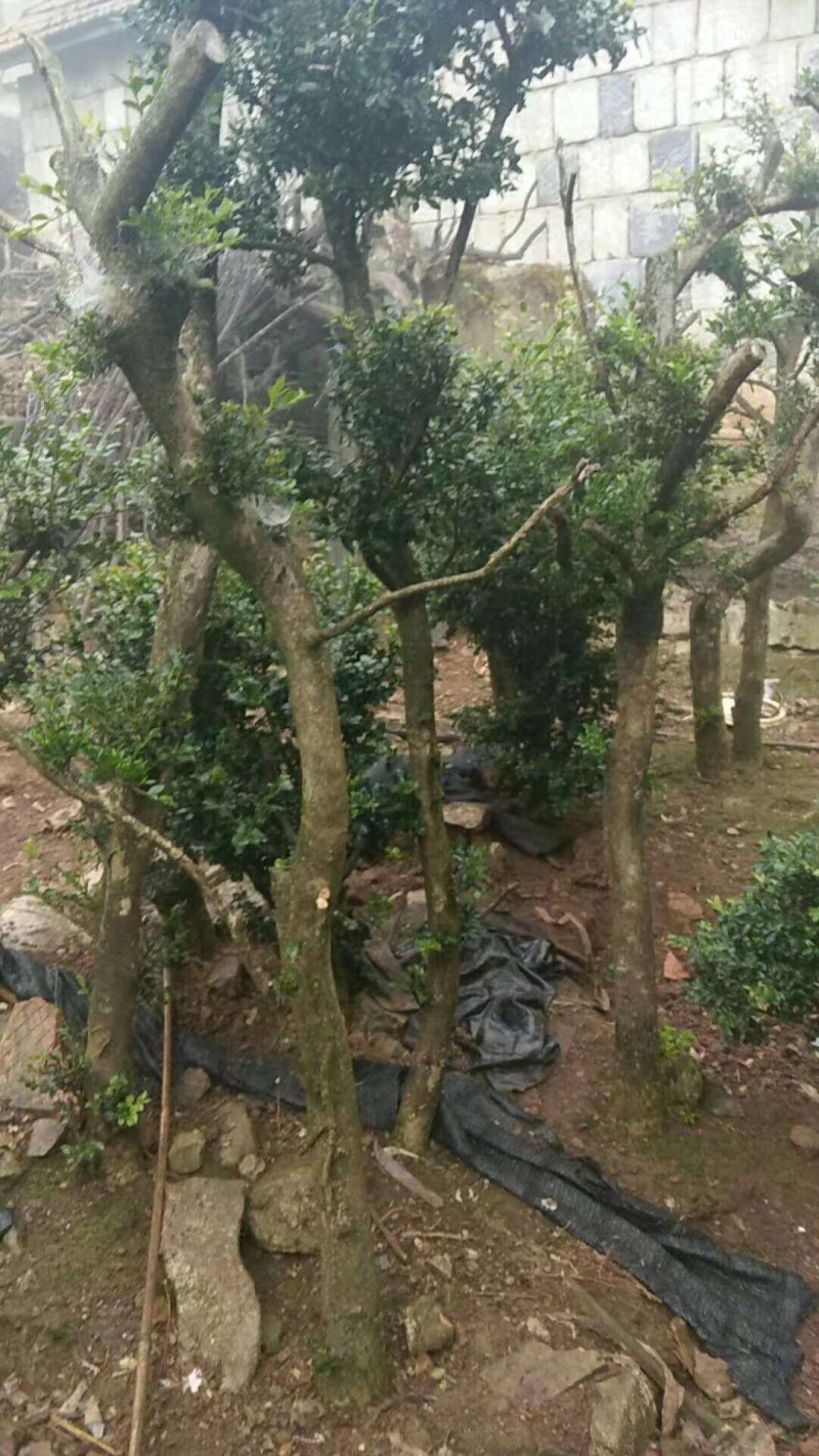 黄杨盆景，黄杨盆栽，黄杨地桩老桩下山桩熟桩