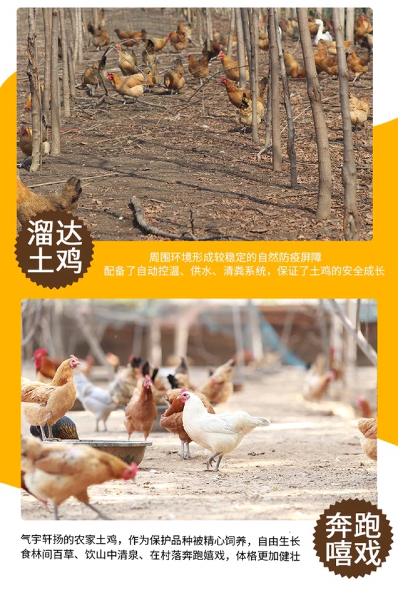 土鸡蛋农家树林散养新鲜天然^_^