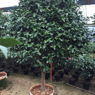 香茶花盆栽花卉绿植盆景室内阳台景观园林苗木基地直销