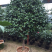 香茶花盆栽花卉绿植盆景室内阳台景观园林苗木基地直销