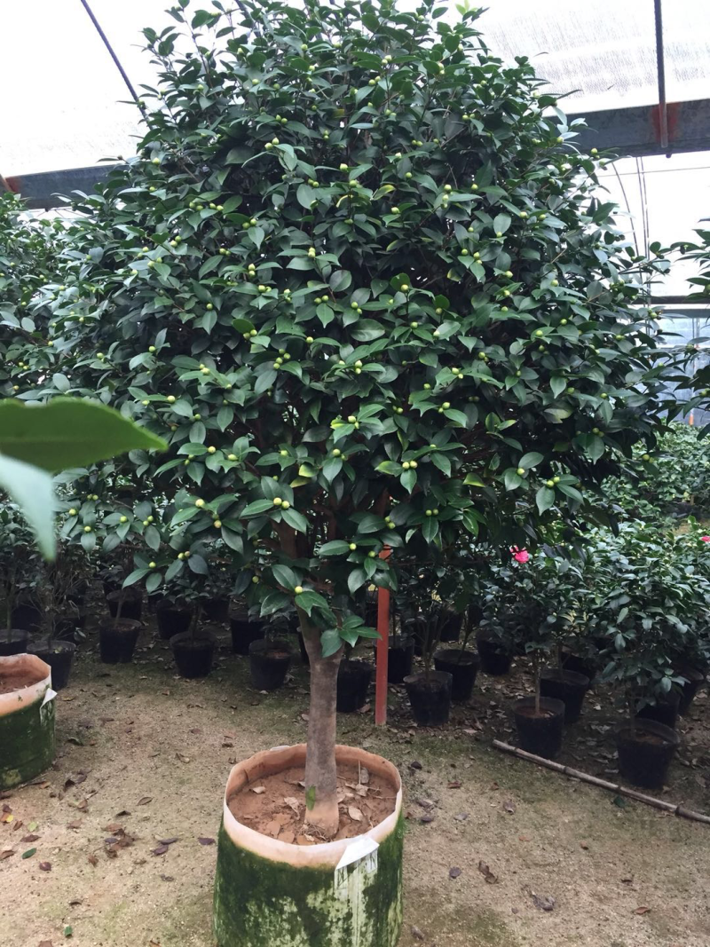 香茶花盆栽花卉绿植盆景室内阳台景观园林苗木基地直销