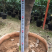 香茶花盆栽花卉绿植盆景室内阳台景观园林苗木基地直销
