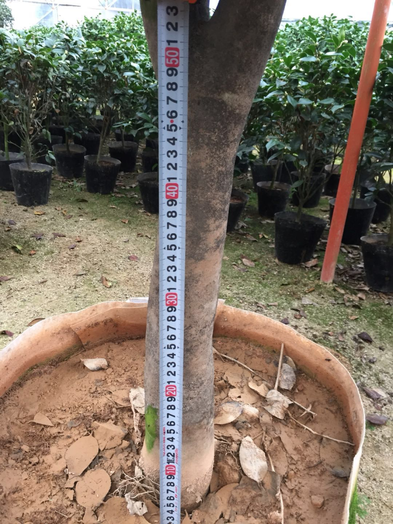 香茶花盆栽花卉绿植盆景室内阳台景观园林苗木基地直销