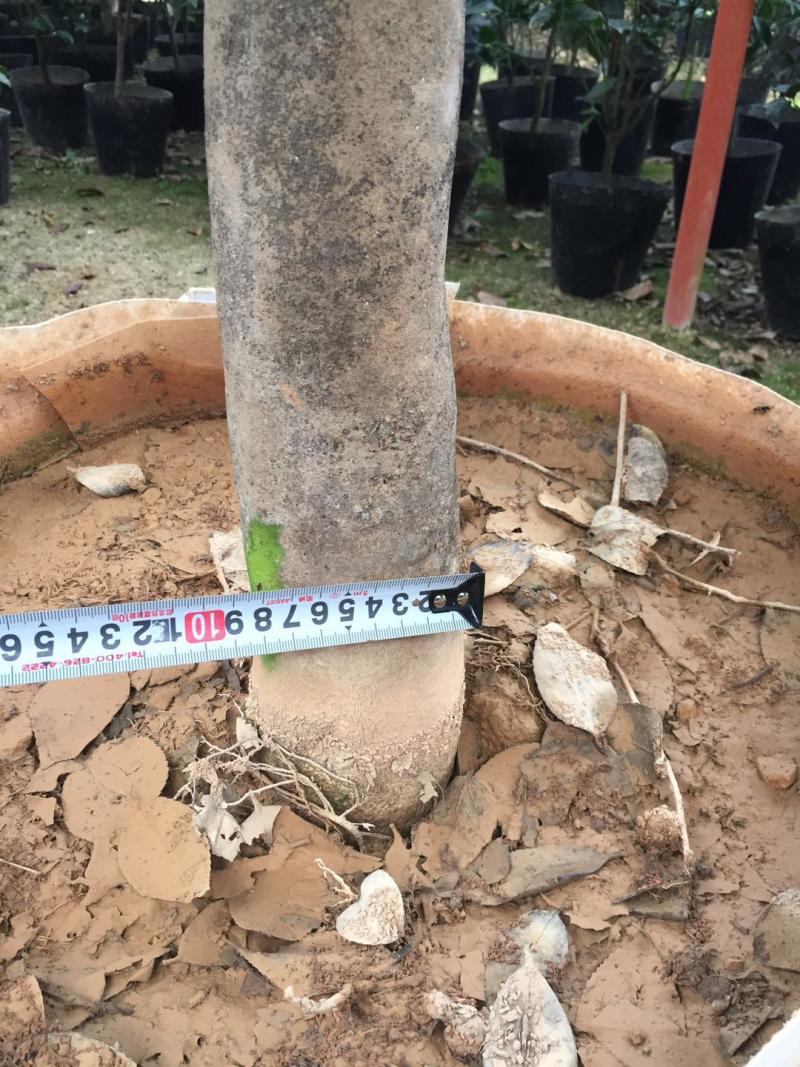 香茶花盆栽花卉绿植盆景室内阳台景观园林苗木基地直销
