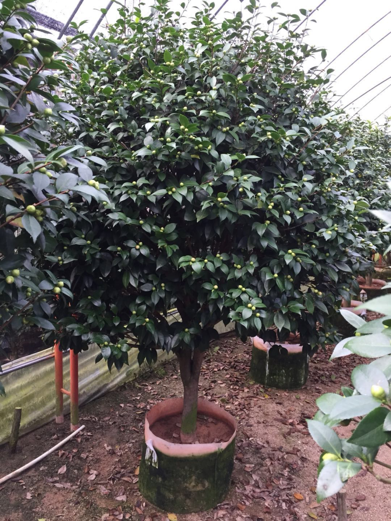 香茶花盆栽花卉绿植盆景室内阳台景观园林苗木基地直销
