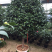 香茶花盆栽花卉绿植盆景室内阳台景观园林苗木基地直销