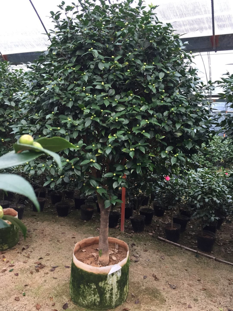 香茶花盆栽花卉绿植盆景室内阳台景观园林苗木基地直销