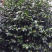 香茶花盆栽花卉绿植盆景室内阳台景观园林苗木基地直销