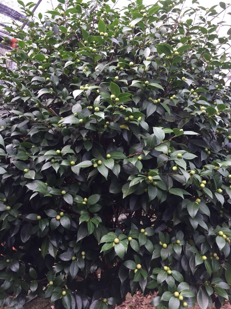香茶花盆栽花卉绿植盆景室内阳台景观园林苗木基地直销