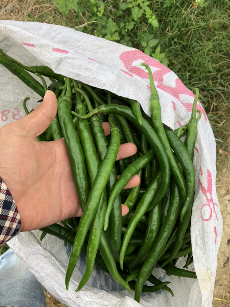 线椒﹥20厘米特辣青