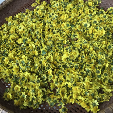 菊花野生