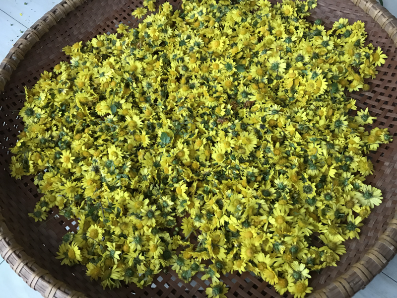 菊花野生