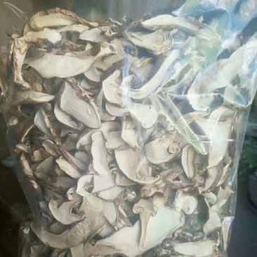 干松茸