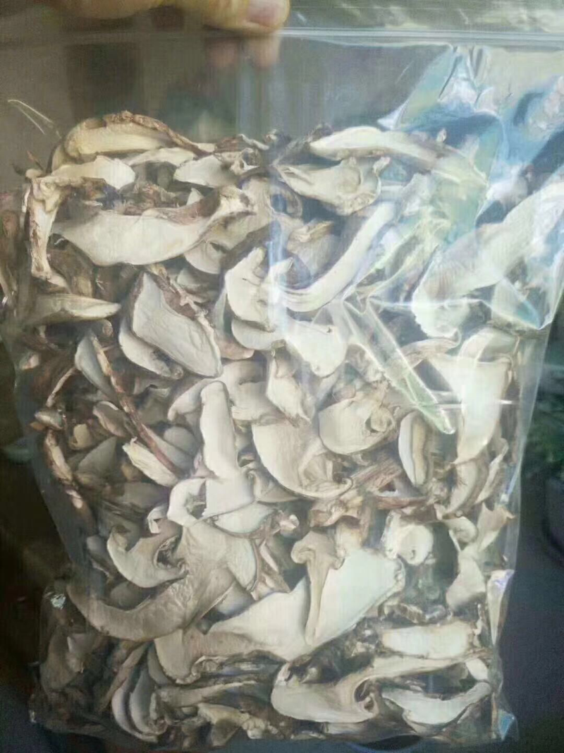 干松茸