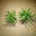 荷兰菊价格荷兰菊供应荷兰菊