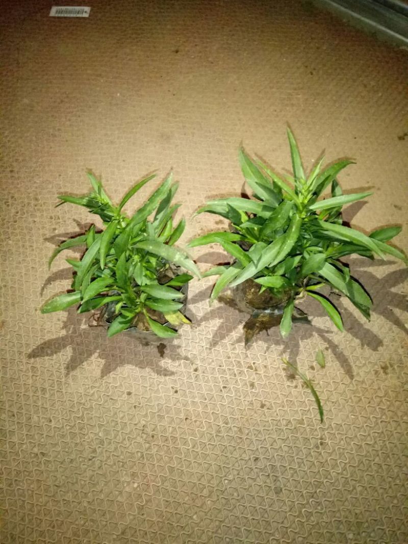 荷兰菊价格荷兰菊供应荷兰菊