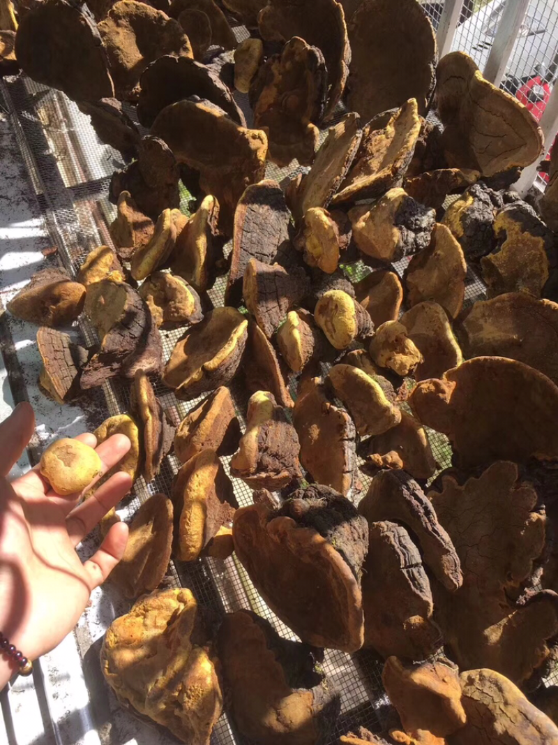 野生灵芝，土茯苓，岩黄莲，金线莲，巴戟