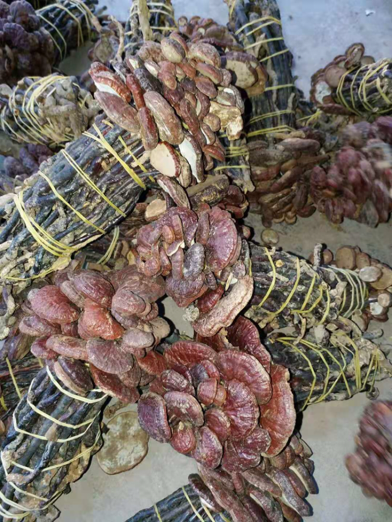 野生灵芝，土茯苓，岩黄莲，金线莲，巴戟
