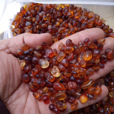 野生灵芝，土茯苓，岩黄莲，金线莲，巴戟