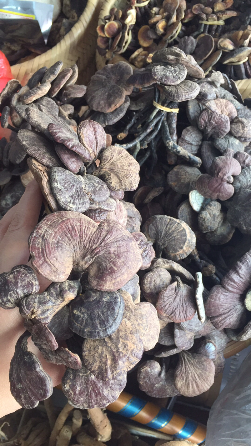 野生灵芝，土茯苓，岩黄莲，金线莲，巴戟