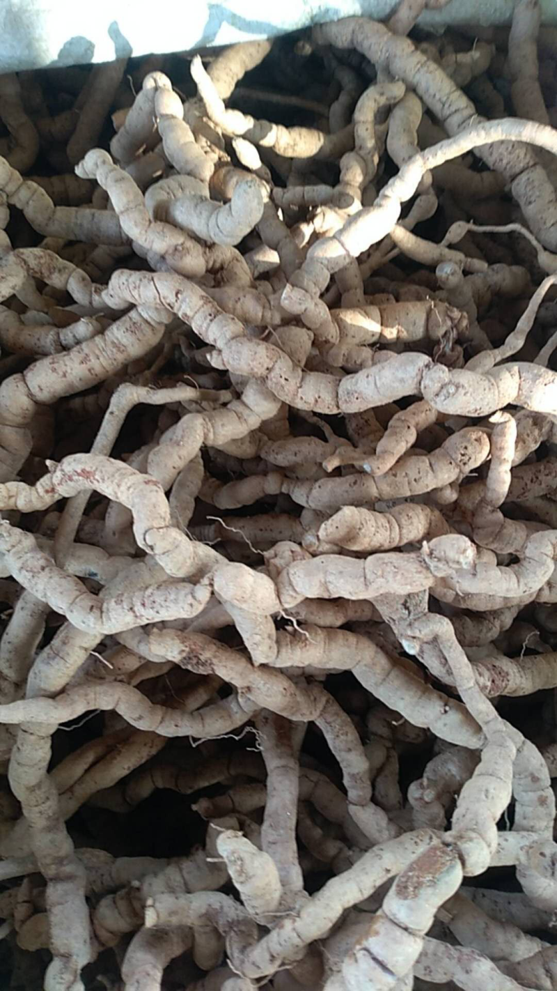 野生灵芝，土茯苓，岩黄莲，金线莲，巴戟