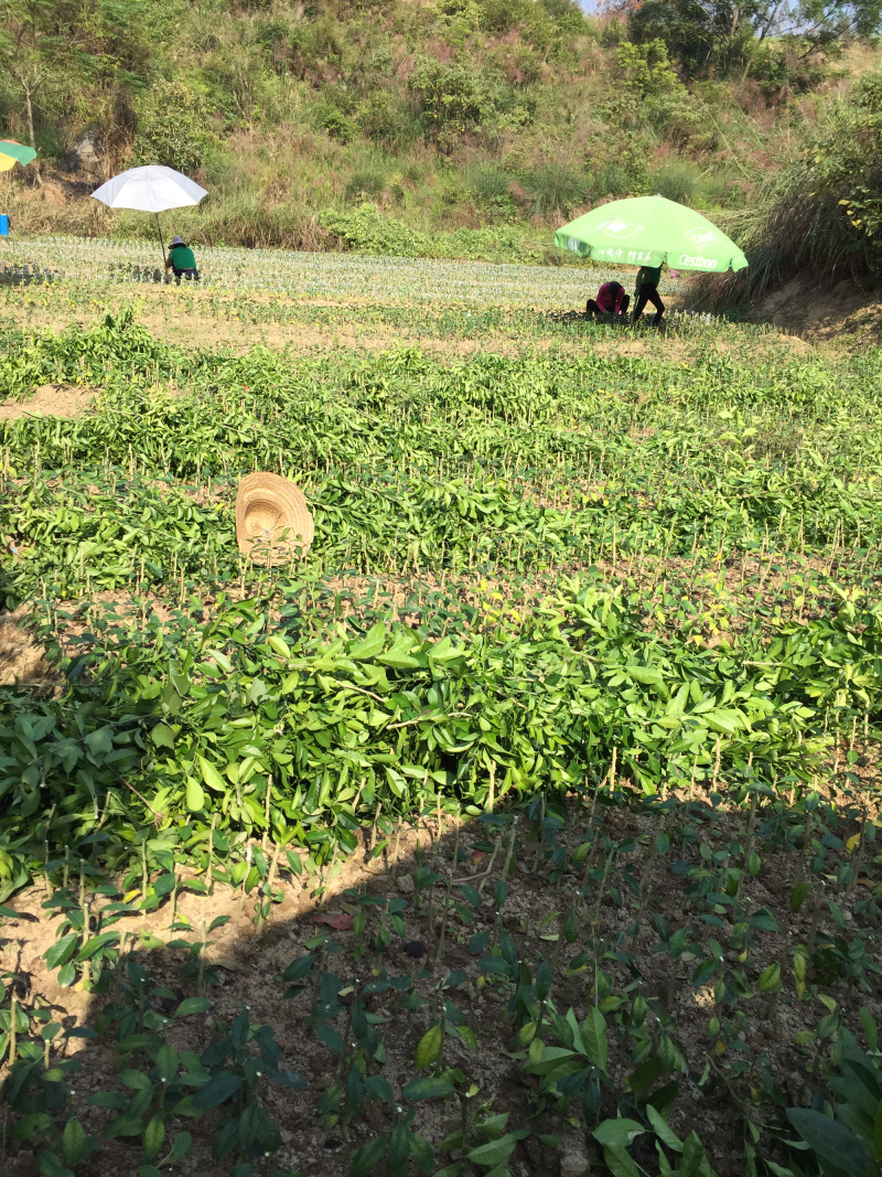 直生苗预订嫁接柑橙各个品种苗