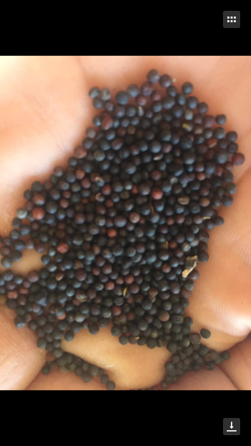 油菜籽