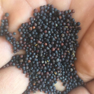油菜籽