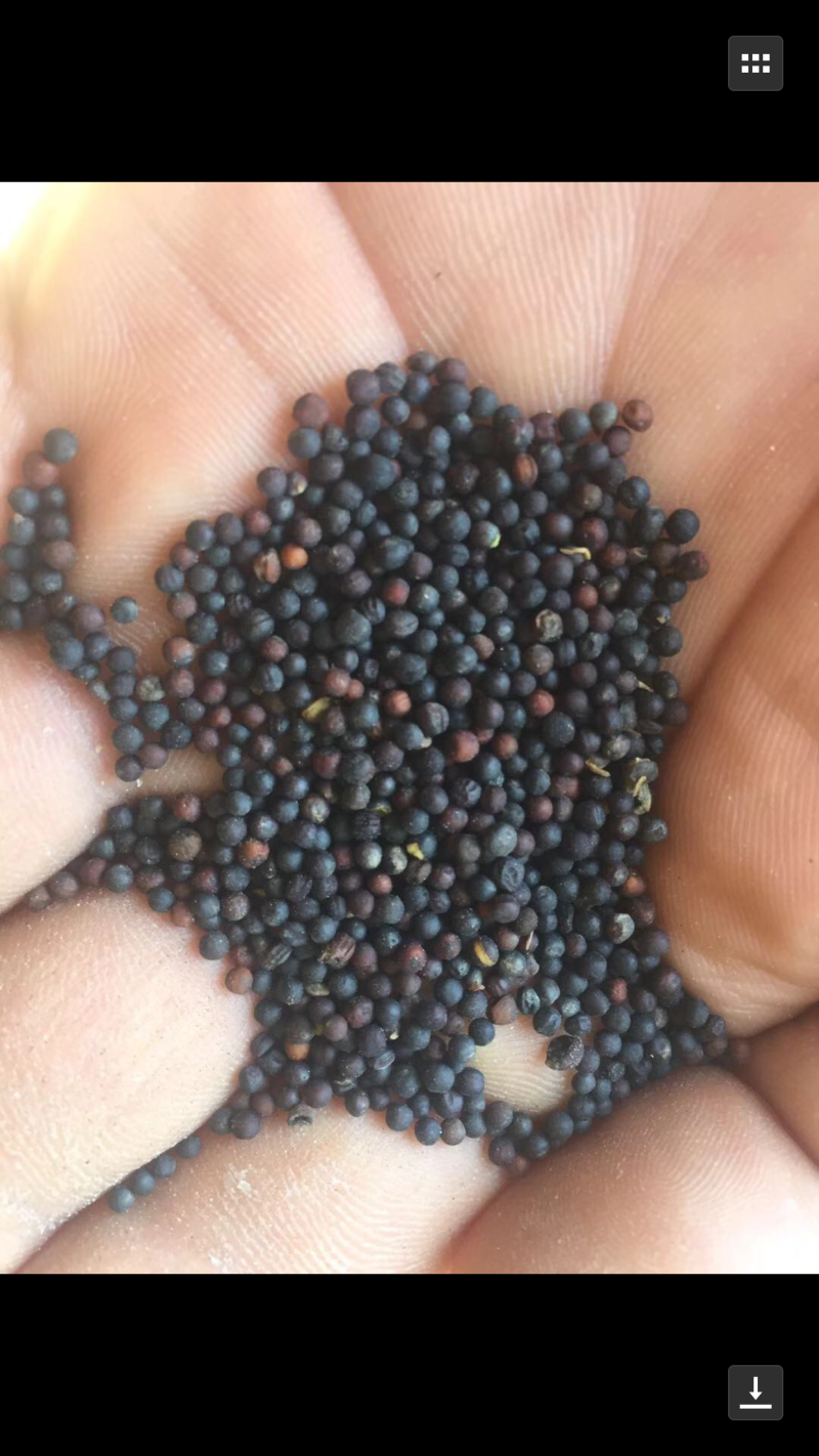 油菜籽