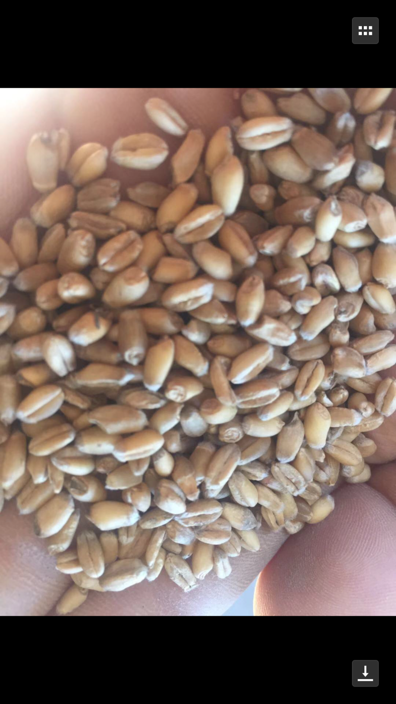 白小麦