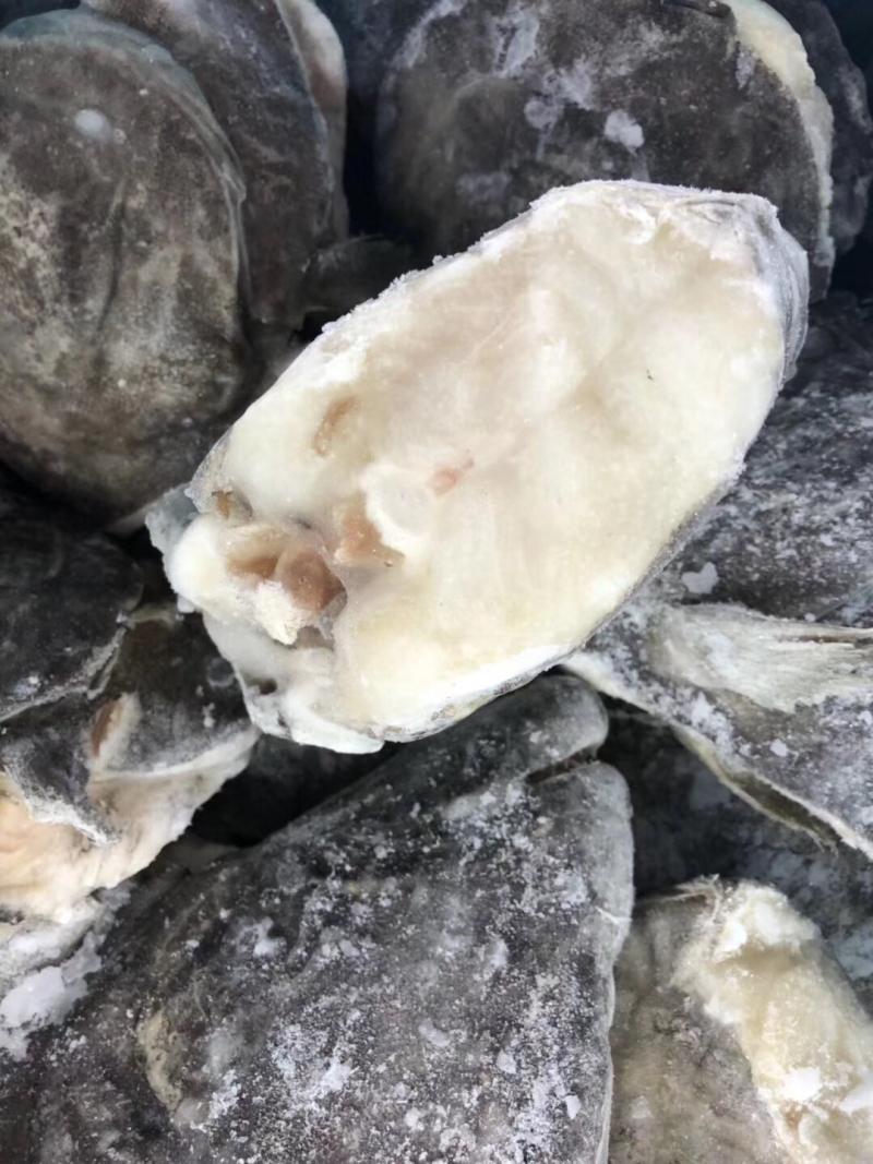 鸦片鱼头鲽鱼头全规格