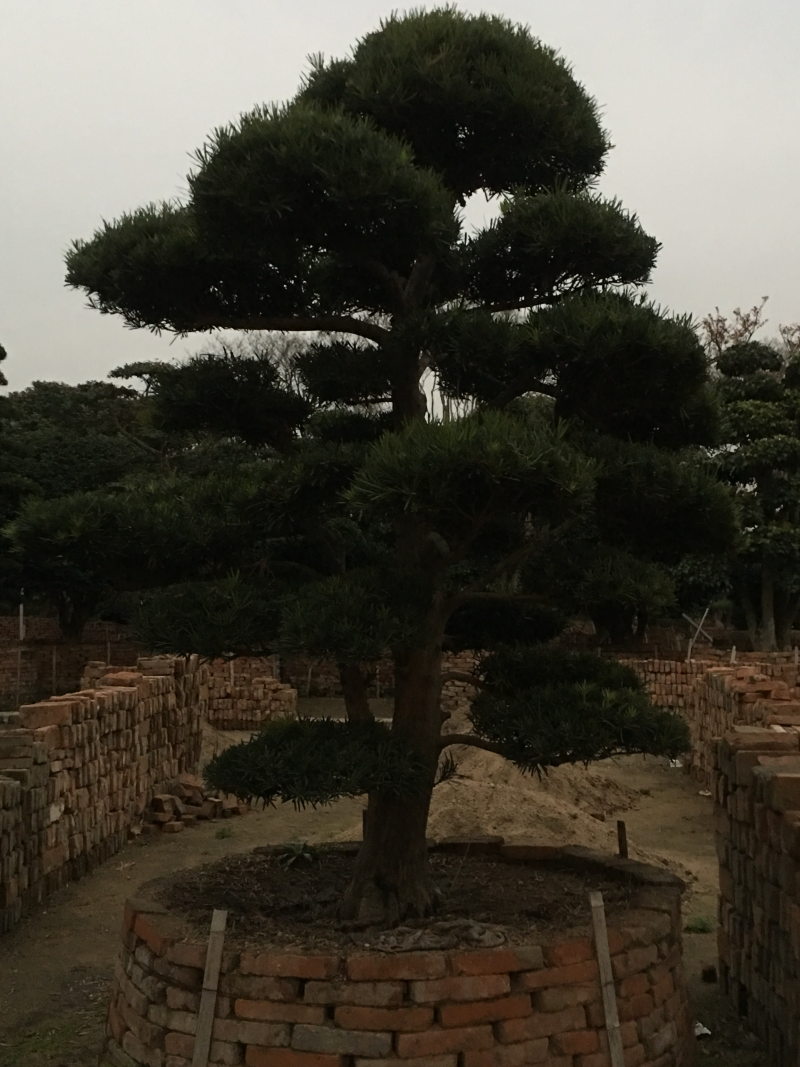罗汉松