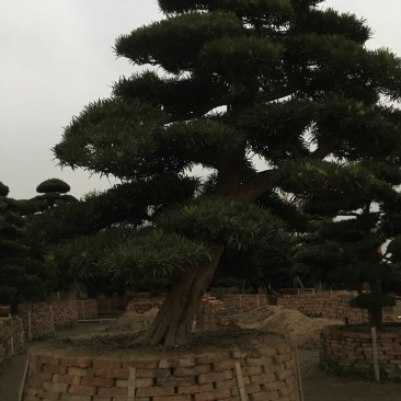 罗汉松