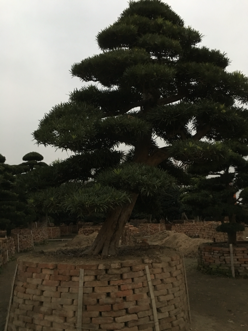 罗汉松