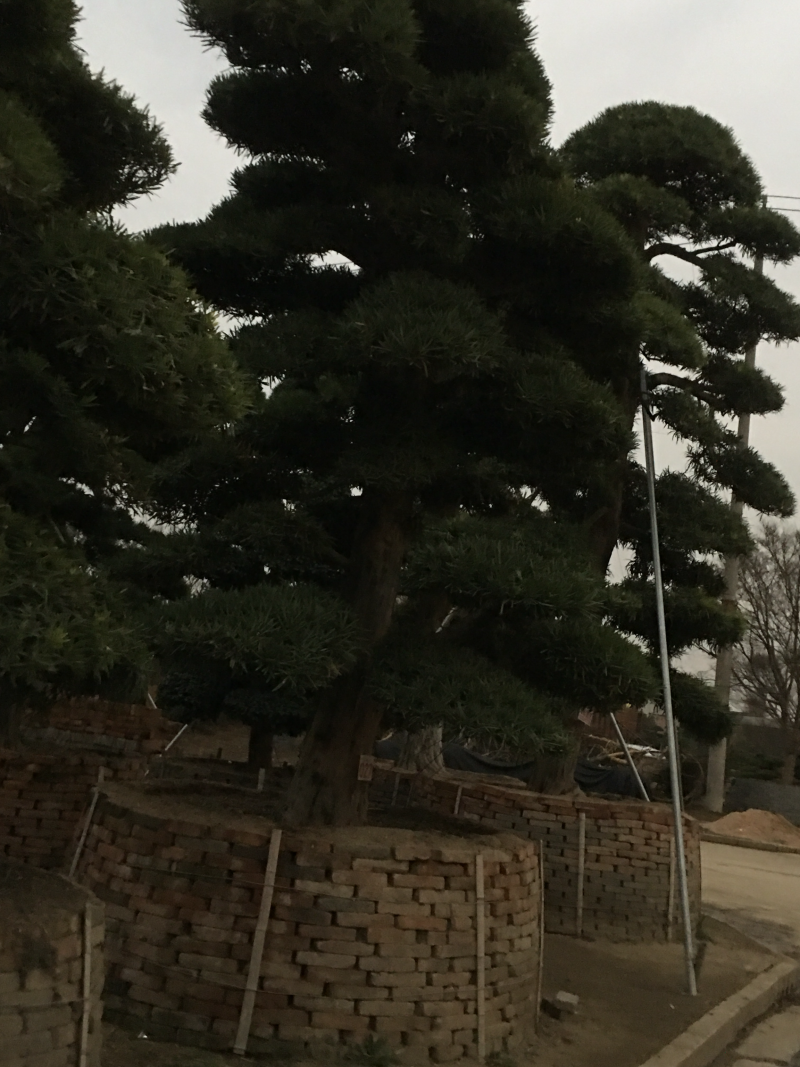 罗汉松