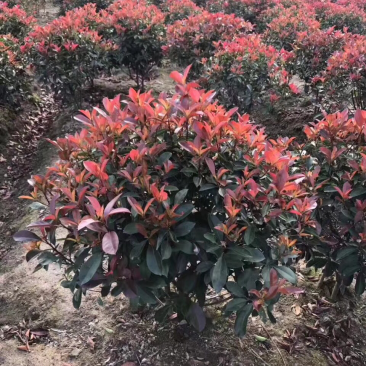 红叶石楠
