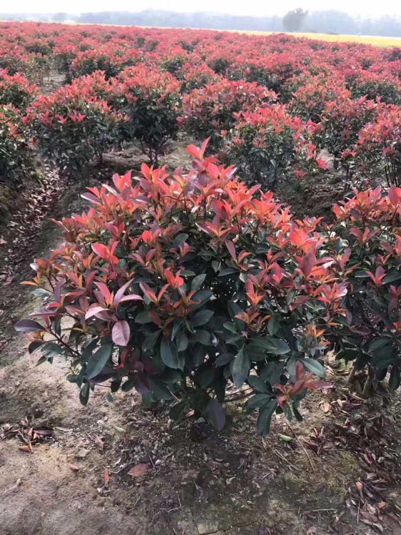 红叶石楠