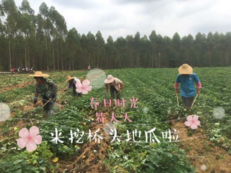 海南澄迈桥头地瓜新鲜现挖现卖板栗薯番薯香薯