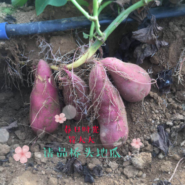 海南澄迈桥头地瓜新鲜现挖现卖板栗薯番薯香薯