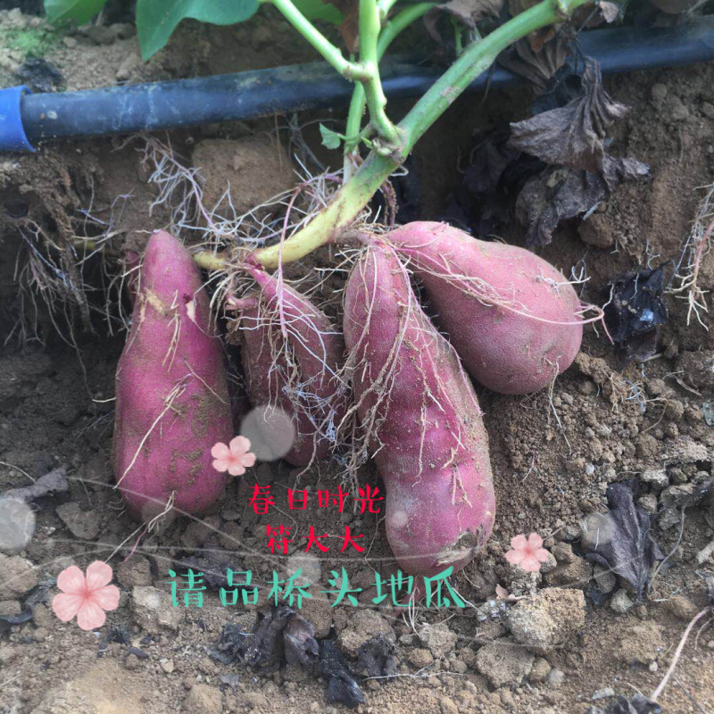 海南澄迈桥头地瓜新鲜现挖现卖板栗薯番薯香薯