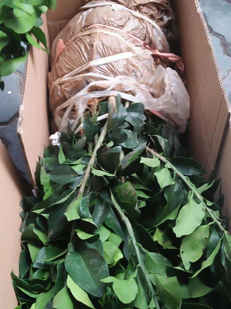 晴姬柑桔苗一年苗产地直销杜绝假苗包存活包运输量大从优