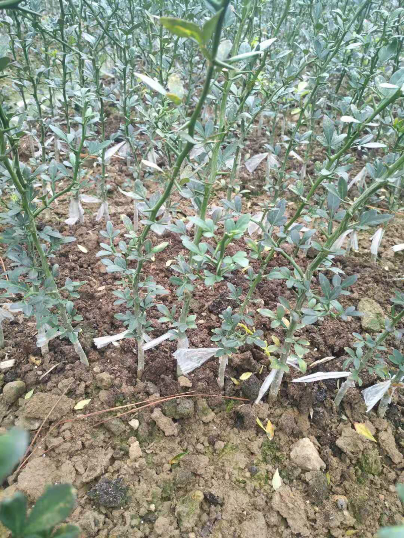 晴姬柑桔苗一年苗产地直销杜绝假苗包存活包运输量大从优