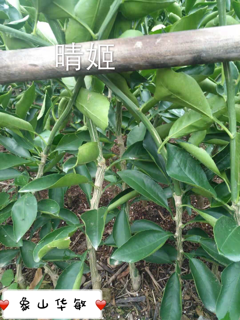 晴姬柑桔苗一年苗产地直销杜绝假苗包存活包运输量大从优