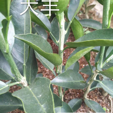 精品大丰柑桔苗(大分)一年苗拒绝假苗劣质苗包存活