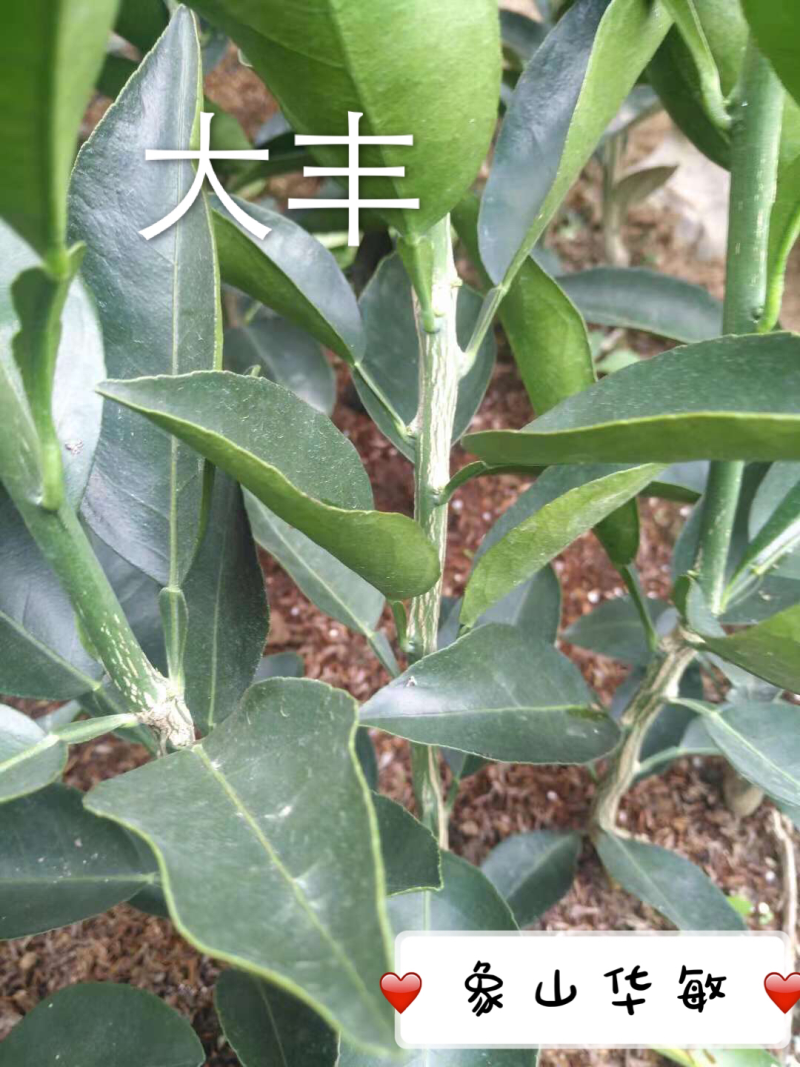 精品大丰柑桔苗（大分）一年苗拒绝假苗劣质苗包存活