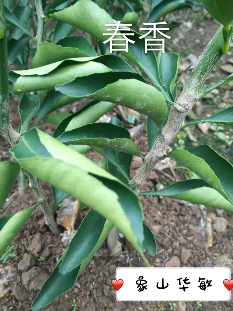 优质象山青（春香）柑桔苗一年苗欢迎实地考察可视频看货