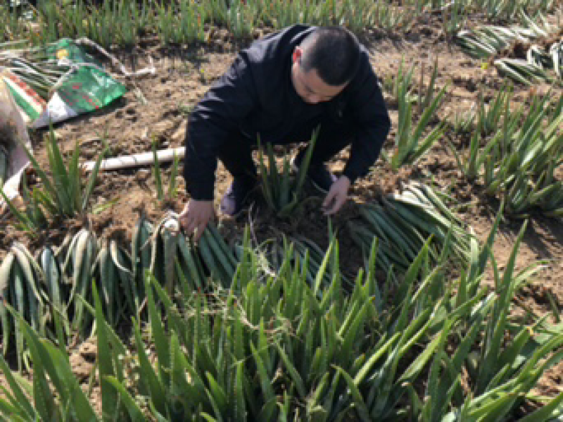 库拉索芦荟1到30斤叶片食用药用芦荟支持代发货