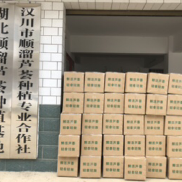 库拉索芦荟1到30斤叶片食用药用芦荟支持代发货