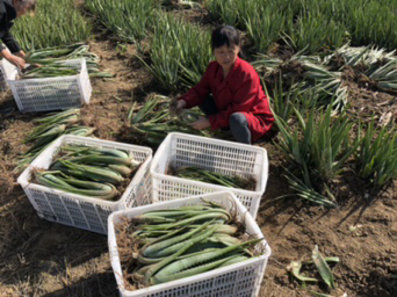 库拉索芦荟1到30斤叶片食用药用芦荟支持代发货